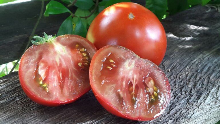 tomate juteuse