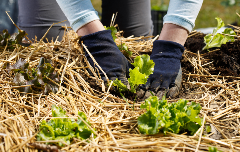 planation potager