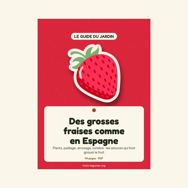 Des grosses fraises comme en Espagne