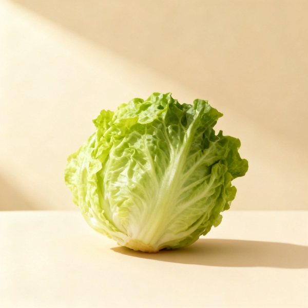 Laitue romaine