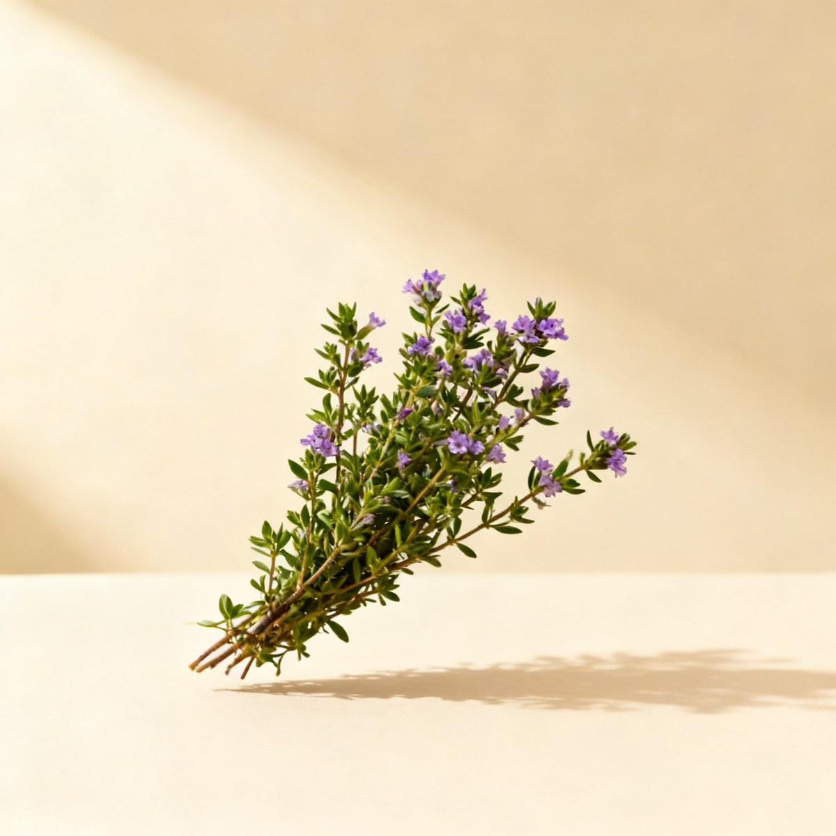 Thym — photo