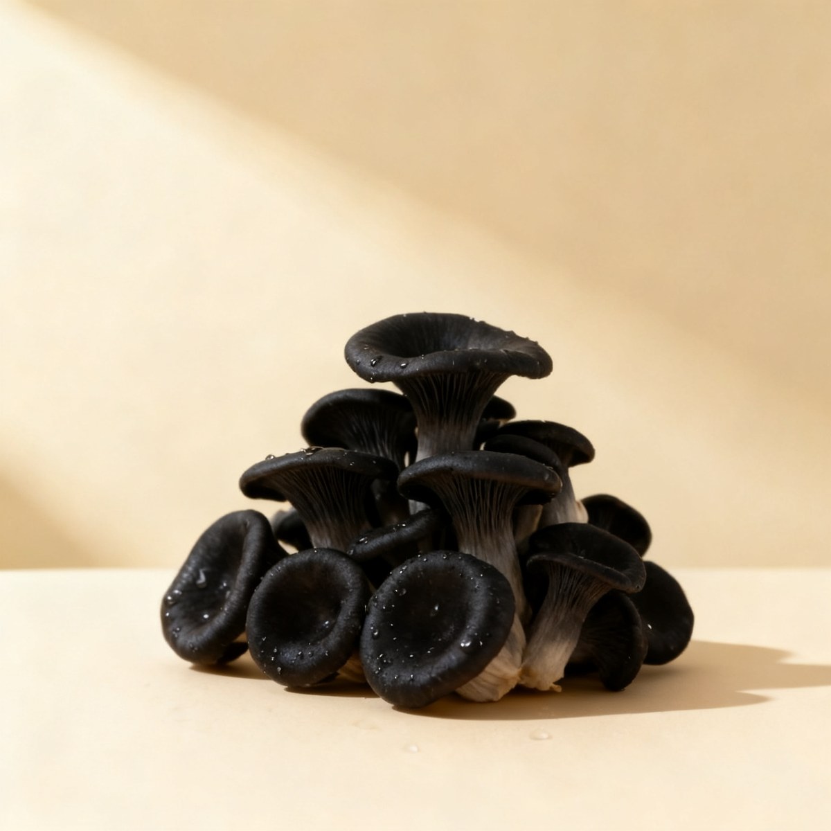 Trompette de la mort — photo